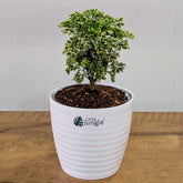 Aralia Miniature white, with 5.5 inches white decor pot